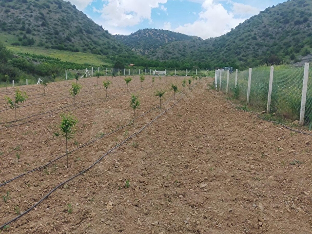 AMASYA MERKEZ DURUCA (LAP) KÖYÜNDE SATILIK 2106 M2 BAĞ - Görsel 17