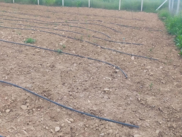 AMASYA MERKEZ DURUCA (LAP) KÖYÜNDE SATILIK 2106 M2 BAĞ - Görsel 13