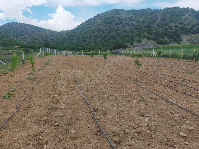 AMASYA MERKEZ DURUCA (LAP) KÖYÜNDE SATILIK 2106 M2 BAĞ - Görsel 10