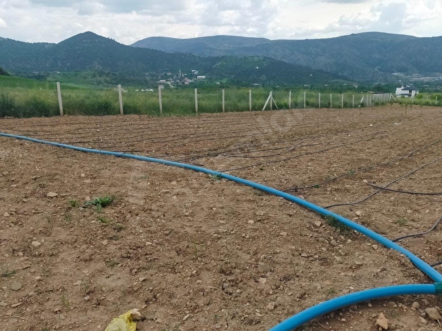 AMASYA MERKEZ DURUCA (LAP) KÖYÜNDE SATILIK 2106 M2 BAĞ