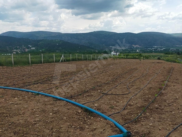 AMASYA MERKEZ DURUCA (LAP) KÖYÜNDE SATILIK 2106 M2 BAĞ - Görsel 6