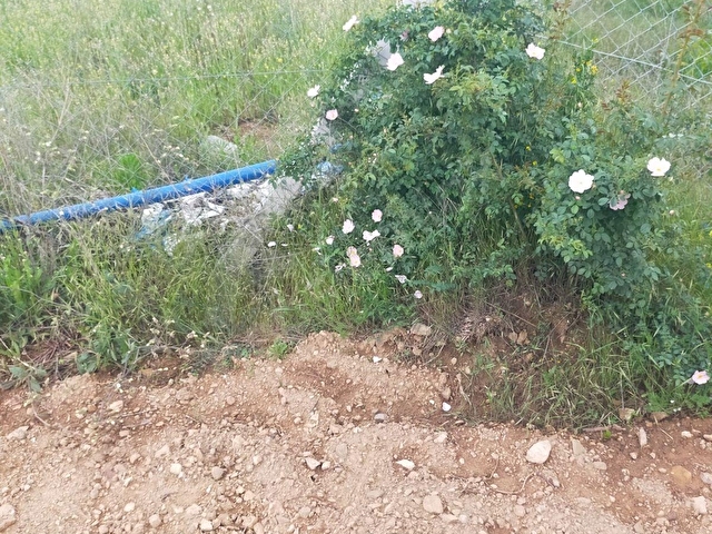 AMASYA MERKEZ DURUCA (LAP) KÖYÜNDE SATILIK 2106 M2 BAĞ - Görsel 12