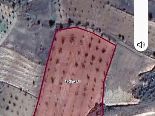 bilecik gölpazarı büyükbelende paraşüt alanının dibinde 9 dönüm cevizlik - Görsel 4