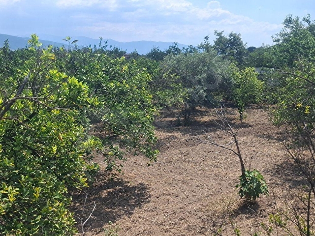 Aydın Kuyucak Merkez Kurtuluş Mah.Konut imarlı arsa - Görsel 3