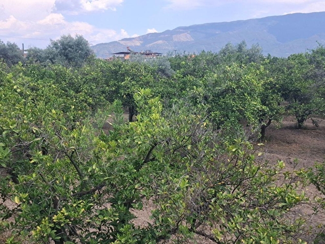 Aydın Kuyucak Merkez Kurtuluş Mah.Konut imarlı arsa - Görsel 8