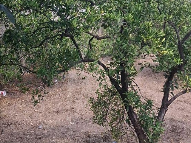Aydın Kuyucak Merkez Kurtuluş Mah.Konut imarlı arsa - Görsel 15