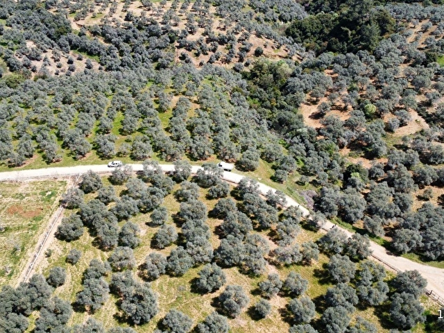 ORTAKLAR DEREKÖYDE 12583 m2 KADASTRAL YOLA CEPHELİ ZEYTİNLİK - Görsel 15