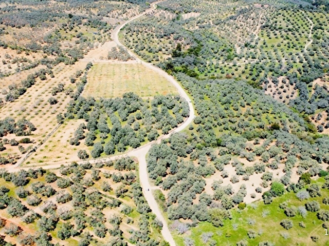 ORTAKLAR DEREKÖYDE 12583 m2 KADASTRAL YOLA CEPHELİ ZEYTİNLİK - Görsel 12