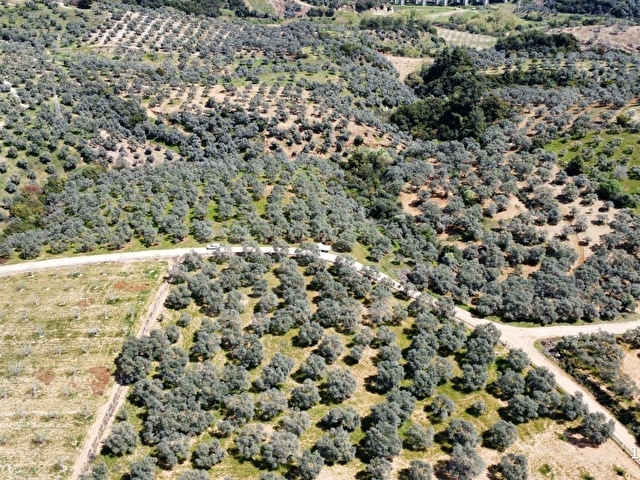 ORTAKLAR DEREKÖYDE 12583 m2 KADASTRAL YOLA CEPHELİ ZEYTİNLİK - Görsel 5