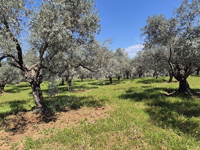 ORTAKLAR DEREKÖYDE 12583 m2 KADASTRAL YOLA CEPHELİ ZEYTİNLİK - Görsel 19