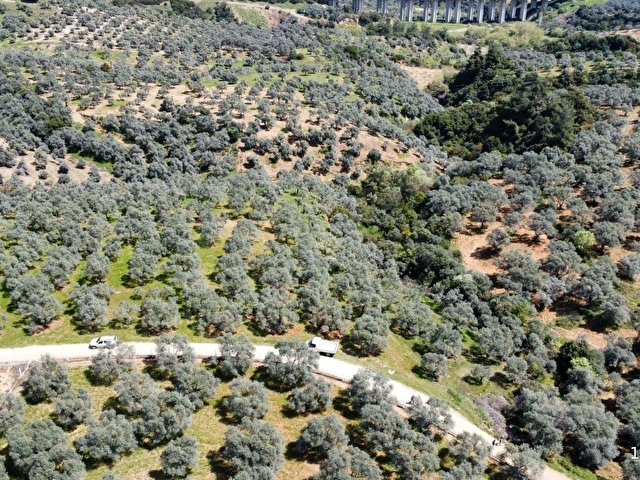 ORTAKLAR DEREKÖYDE 12583 m2 KADASTRAL YOLA CEPHELİ ZEYTİNLİK - Görsel 6