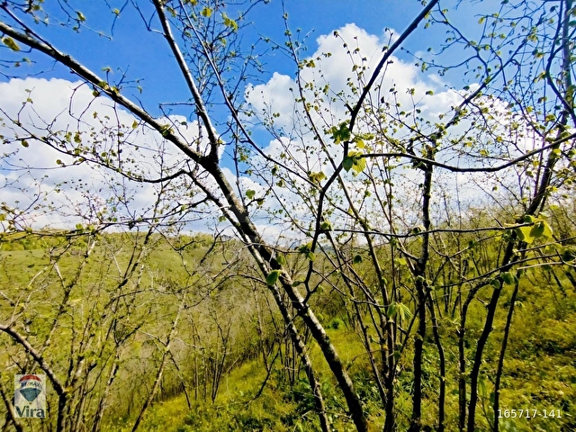 KARASU PARALIDA 7120M2 FINDIKLIK - Görsel 7