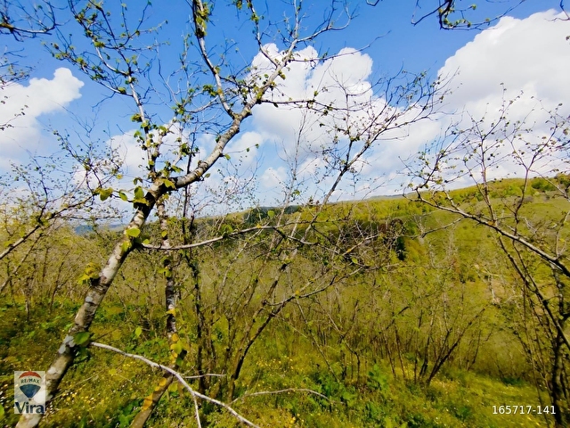 KARASU PARALIDA 7120M2 FINDIKLIK - Görsel 8