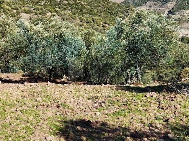 BURÇİN EMLAKTAN SATILIK ZEYTİNLİK - Görsel 17