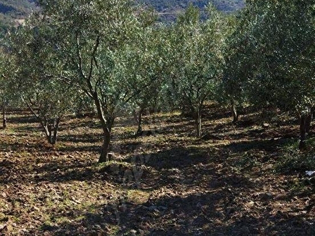 BURÇİN EMLAKTAN SATILIK ZEYTİNLİK - Görsel 14