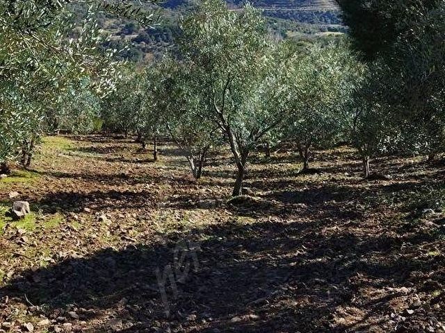 BURÇİN EMLAKTAN SATILIK ZEYTİNLİK - Görsel 8