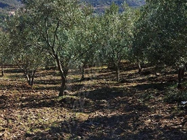 BURÇİN EMLAKTAN SATILIK ZEYTİNLİK - Görsel 9