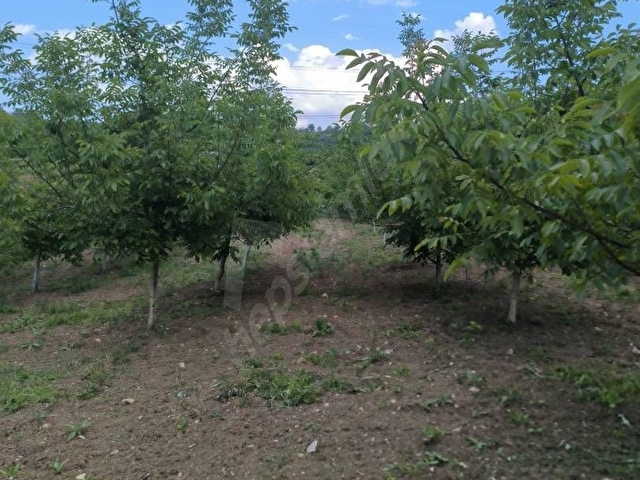 8 dönüm ceviz bahçesi - Görsel 6