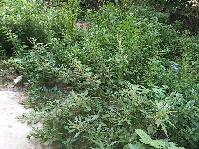 KOLEJ KUYUCAK SK 2+1 DAİRE FUL EŞYALI BAHÇEKATI 26.000 TL - Görsel 20