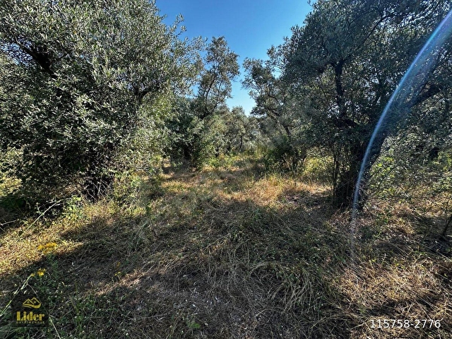 LİDERDEN Muğla Menteşe Kafacada Satılık Zeytinli Tarla - Görsel 7