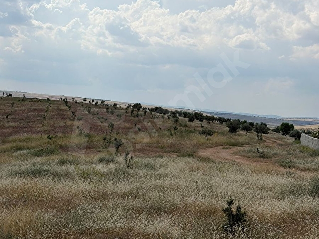 OĞUZELİ GÜRSUNUN EN TEPE NOKTASINDA HER YERE HAKİM OLAN ARAZİMİZ - Görsel 6