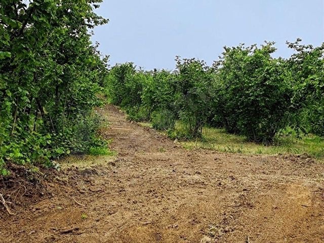 AKÇAKOCA AKTAŞ KÖYÜ SATILIK DOĞA VE DENİZ MANZARALI ARSA - Görsel 29