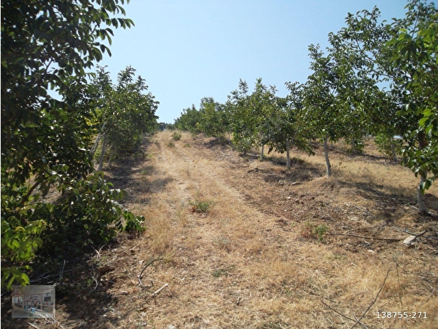MANİSA GÖRDES İLÇESİNDE SATILIK 150 DÖNÜM CEVİZ VE ZEYTİN BAHÇESİ