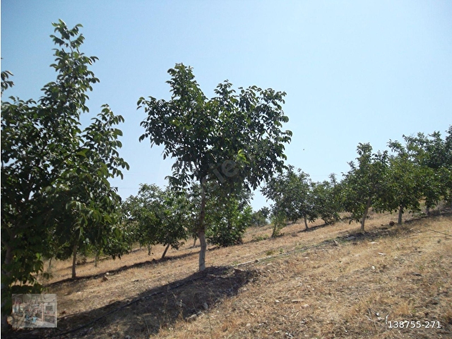 MANİSA GÖRDES İLÇESİNDE SATILIK 150 DÖNÜM CEVİZ VE ZEYTİN BAHÇESİ - Görsel 28