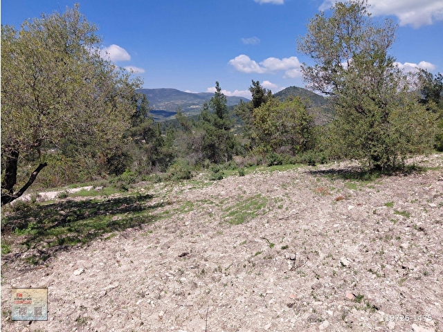 SARUHANLI DA SATILIK 6.100 M2 ZEYTİNLİK SADECE ( 887.000 TL ) - Görsel 6
