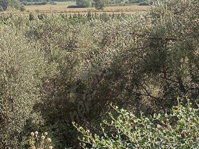 Satılık Arsa İmarlı Ruhsatı Alınmıştır - Görsel 2
