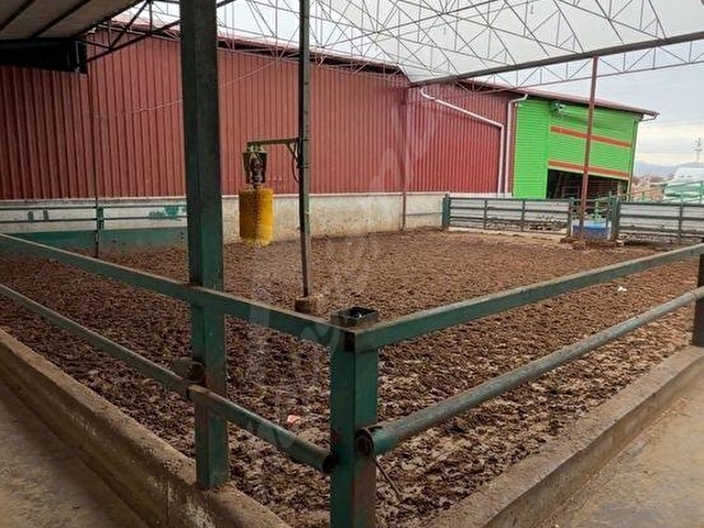 Tam Donanımlı Besi Çiftliği: 800 Kapasite, 5 Lüks Daire, 6691m² Alan - Görsel 4