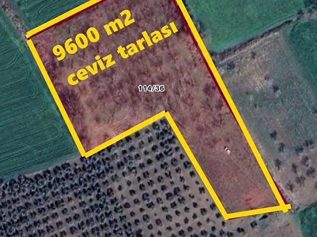 GÜRE IŞIK EMLAKTAN BURHANİYE KIZIKLI DA 9.600M2 VERİMLİ CEVİZ TARLASI