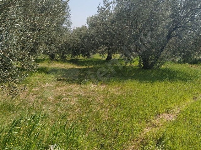 NURİYE MH YÜZDE 40 TARIMSAL SANAYİ İMARLI SATILIK ZEYTİNLİK - Görsel 6