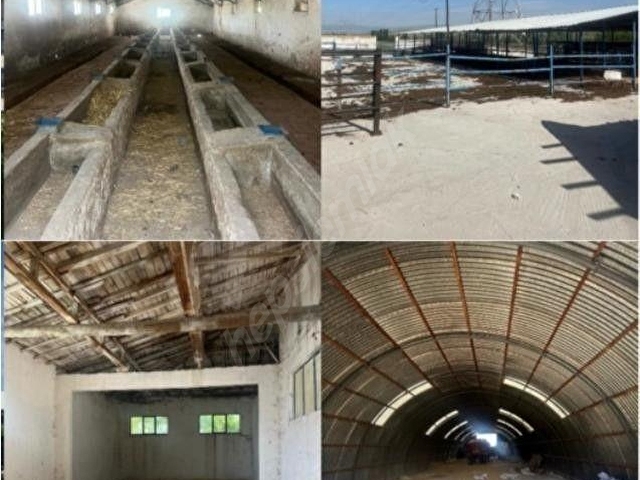 ANKARA GÜDÜL TEK TAPU 13.500M2 UYGUN BESİ ÇİFTLİK YAPILI TAKASLI - Görsel 18