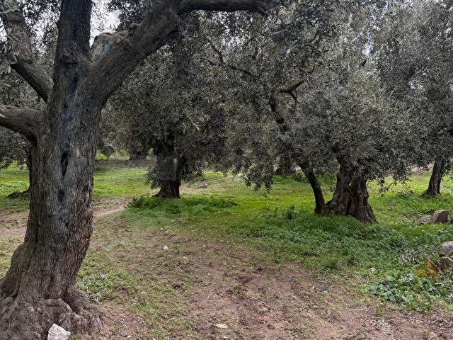 BANDIRMA A&B GAYRİMENKUL ERDEK HAMAMLI DA YOLA CEPHELİ HOBİ BAHÇESİ - Görsel 2