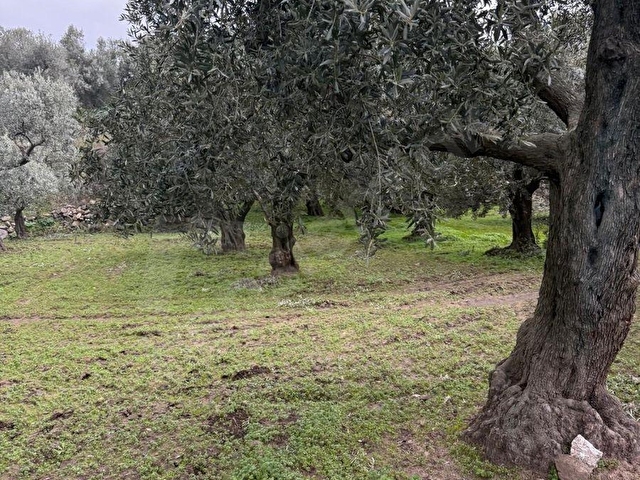 BANDIRMA A&B GAYRİMENKUL ERDEK HAMAMLI DA YOLA CEPHELİ HOBİ BAHÇESİ - Görsel 9