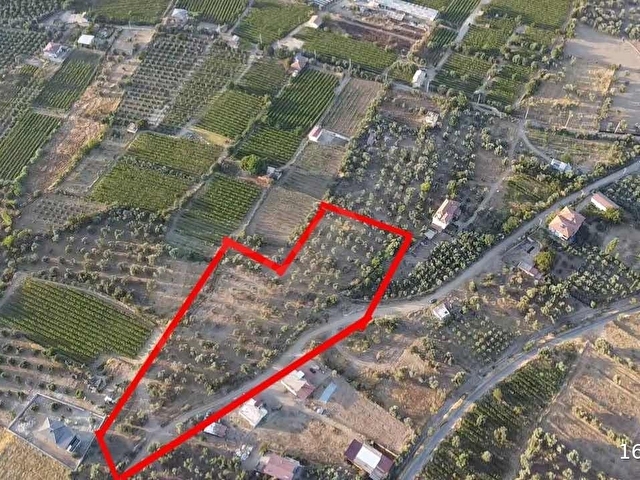 ÖZBAYDAN HACIBEY MAHDE SATILIK 12 DÖNÜM TEK TAPU ZEYTİNLİK