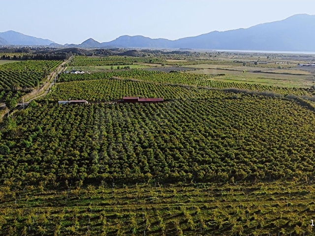Atam Emlaktan Ortaca Tepearasında Satılık 8126 M2 Tarla - Görsel 22