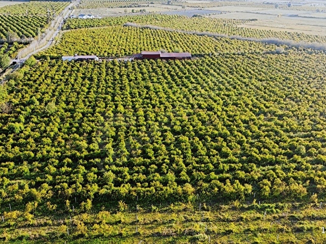 Atam Emlaktan Ortaca Tepearasında Satılık 8126 M2 Tarla - Görsel 27