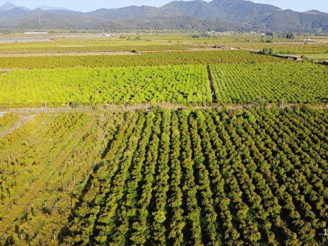 Atam Emlaktan Ortaca Tepearasında Satılık 8126 M2 Tarla - Görsel 10