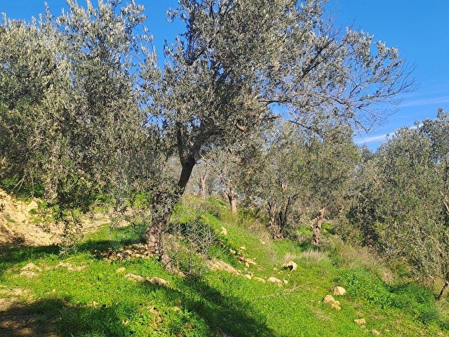 HAKANOĞLU GROUPTAN HAVRAN KÜÇÜKDERE KÖYÜNDE SATILIK ZEYTİNLİK - Görsel 25
