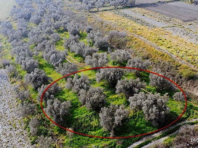 Osmaniye Mahallesi Devlet Hastanesi mevkii Zeytinlik 1605 m² - Görsel 5