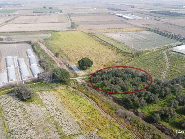 Osmaniye Mahallesi Devlet Hastanesi mevkii Zeytinlik 1605 m² - Görsel 8