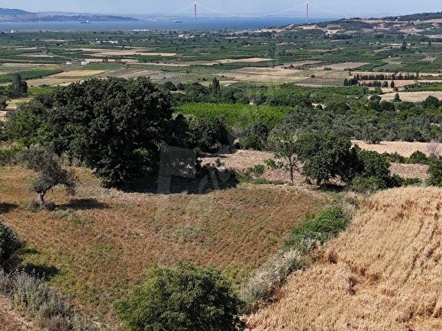 Lapseki Kangırlı 6668 M2 Deniz Gören Satılık Tarla - Görsel 7