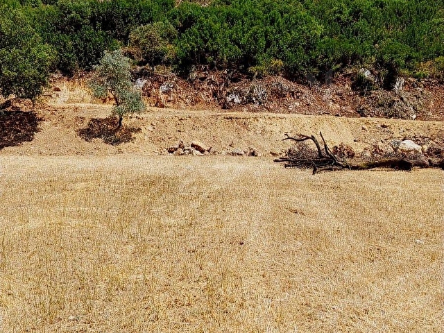 MUĞLA MENTEŞE YERKESİK MAHALLESİNDE 7300M2 SATILIK TARLA - Görsel 7