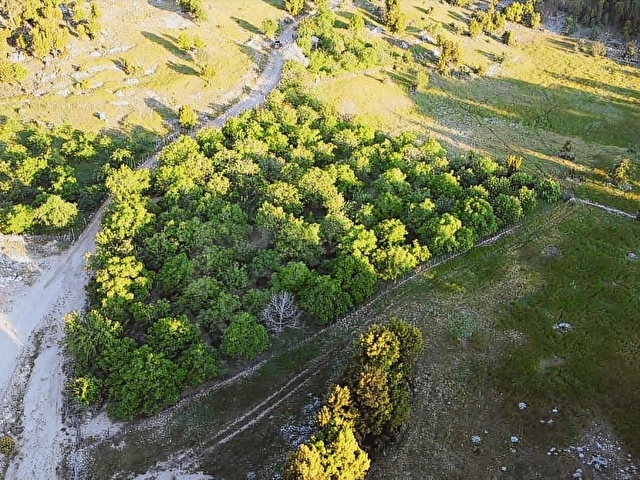 LAW EMLAKTAN 6.320 M2 CEVİZ BAHÇESİ SATILIK - Görsel 6