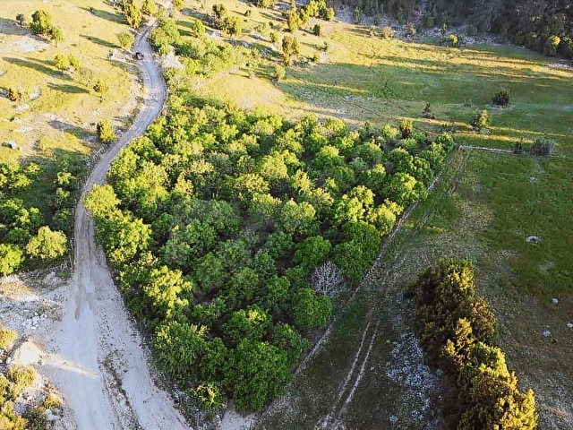 LAW EMLAKTAN 6.320 M2 CEVİZ BAHÇESİ SATILIK - Görsel 10