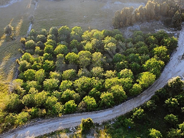 LAW EMLAKTAN 6.320 M2 CEVİZ BAHÇESİ SATILIK - Görsel 5