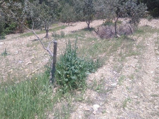 UTKU GAYRİMENKULDEN AKHİSAR DURASIL MAH SATILIK 3100 M2 ZEYTİNLİK - Görsel 7