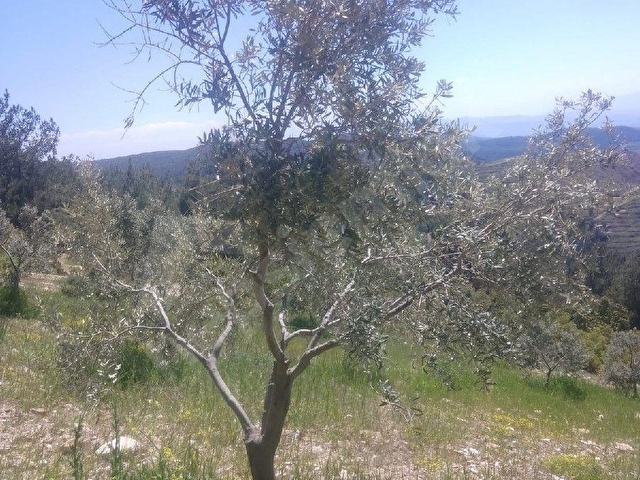 UTKU GAYRİMENKULDEN AKHİSAR DURASIL MAH SATILIK 3100 M2 ZEYTİNLİK - Görsel 11
